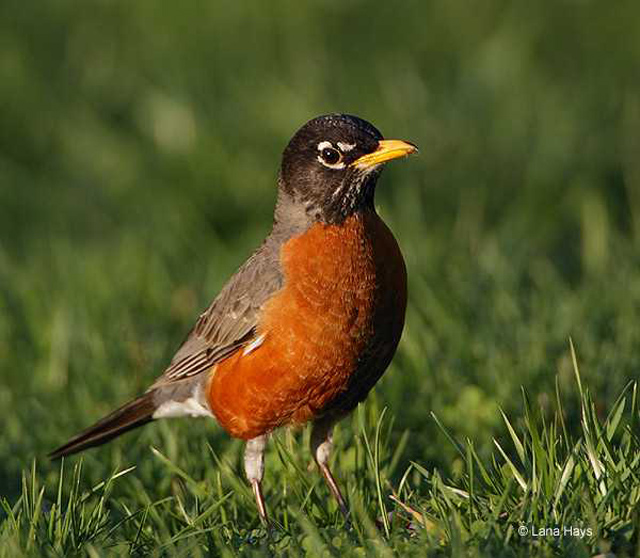 AMERICAN ROBIN  The Texas Breeding Bird Atlas