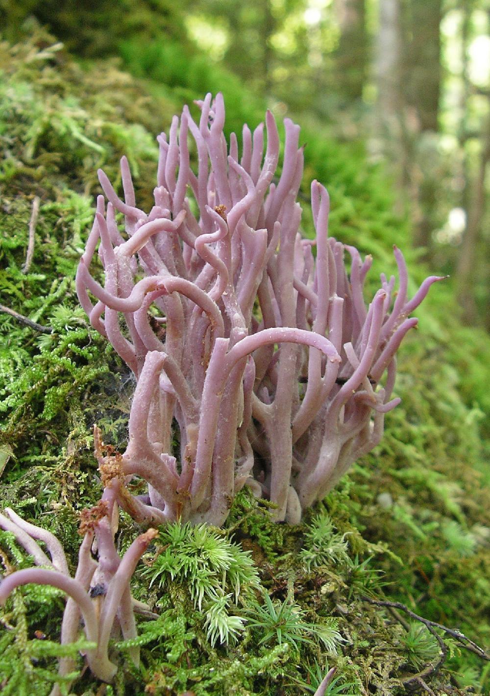 Clavaria zollingeri (Violet coral fungus)