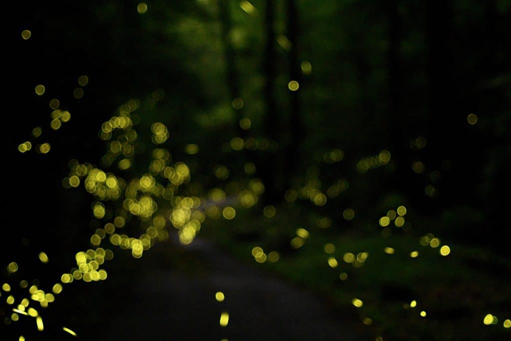 Flight of the (Synchronous) Fireflies - Discover Life in America