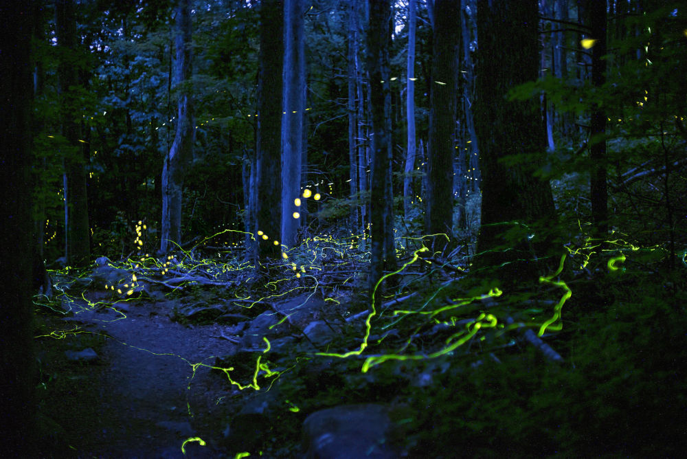 In the dark valleys of the Appalachians, tiny Blue Ghosts light the way