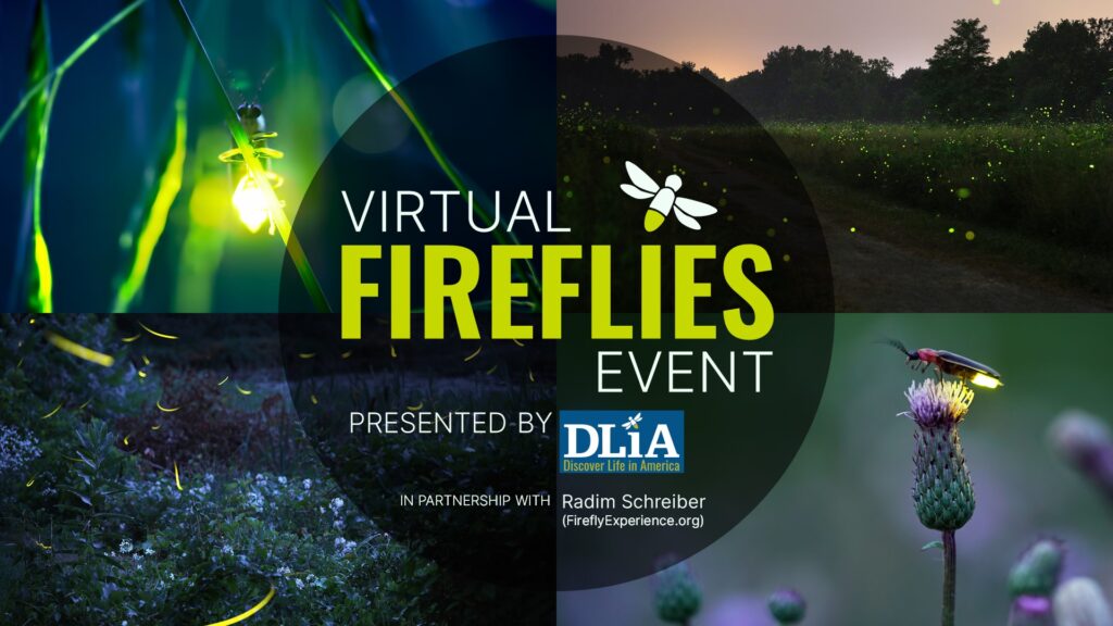 Virtual Fireflies Event presented by Discover Life in America in Partnership with Radim Schreiber (https://FireflyExperience.org)